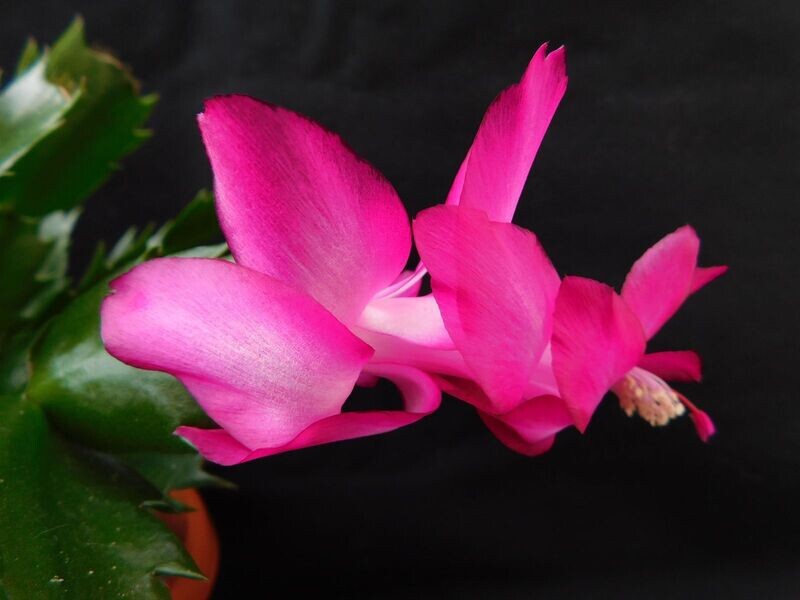 Schlumbergera Hybride Schlumbergera Hybride " Hiro Thor "
