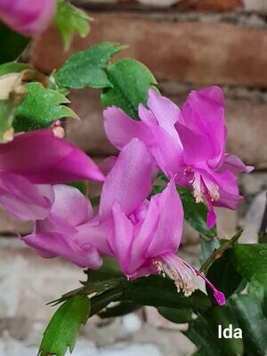 Schlumbergera Hybride " Ida Thor "