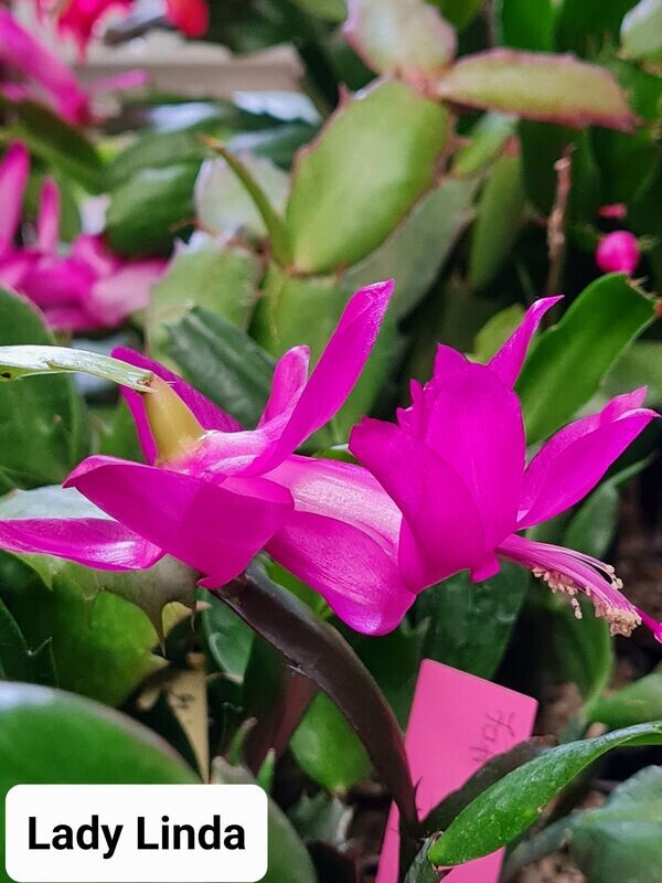 Schlumbergera Hybride Schlumbergera Hybride " Lady Linda "