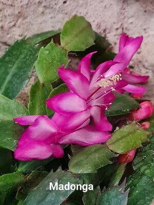 Schlumbergera Hybride " Madonga "