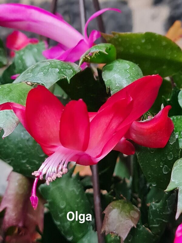 Schlumbergera Hybride Schlumbergera Hybride " Olga Thor "