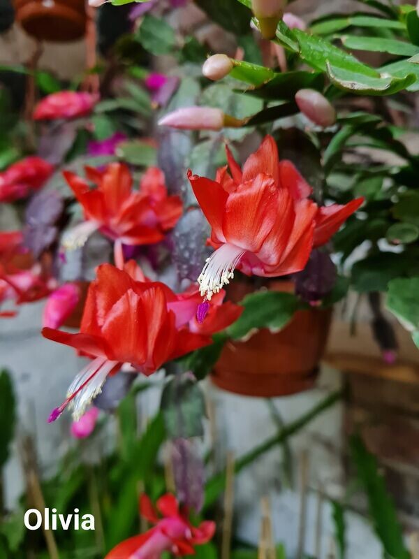 Schlumbergera Hybride Schlumbergera Hybride " Olivia Thor "