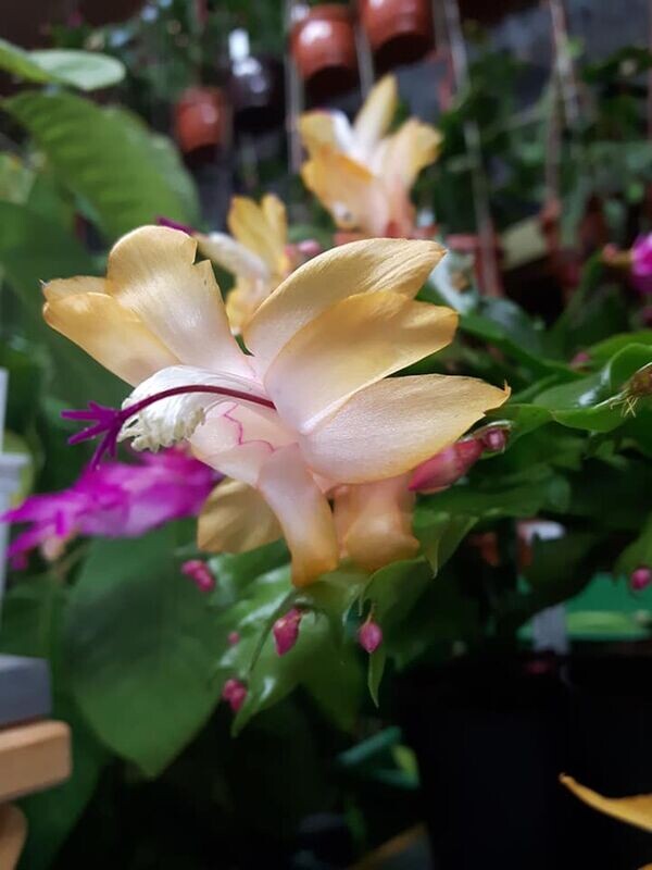 Schlumbergera Hybride Schlumbergera Hybride " Outono Brasil "