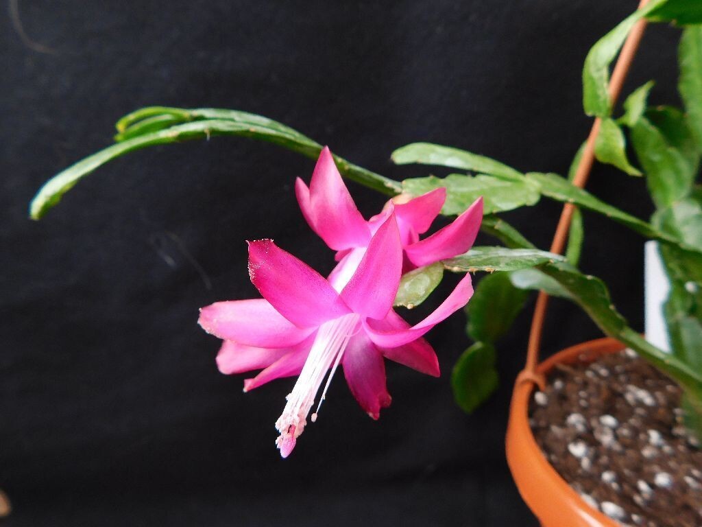 Schlumbergera Hybride " Russeliana "