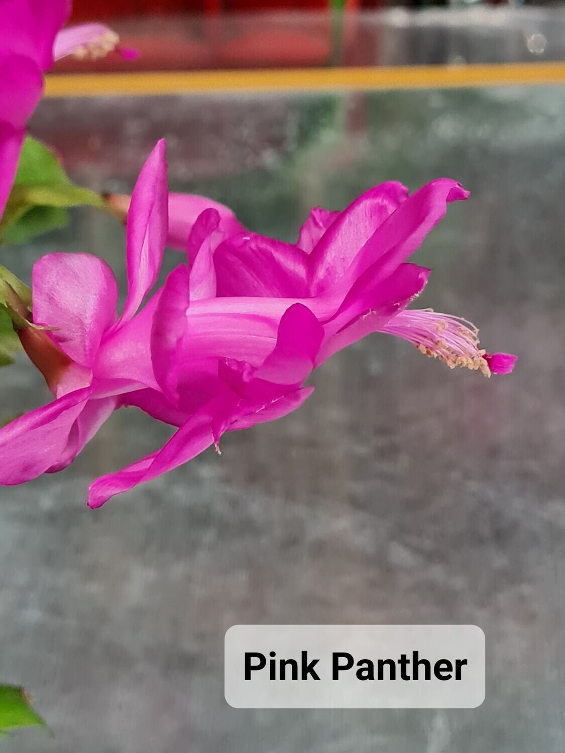 Schlumbergera Hybride " Pink Panther "