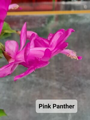Schlumbergera Hybride Schlumbergera Hybride " Pink Panther "