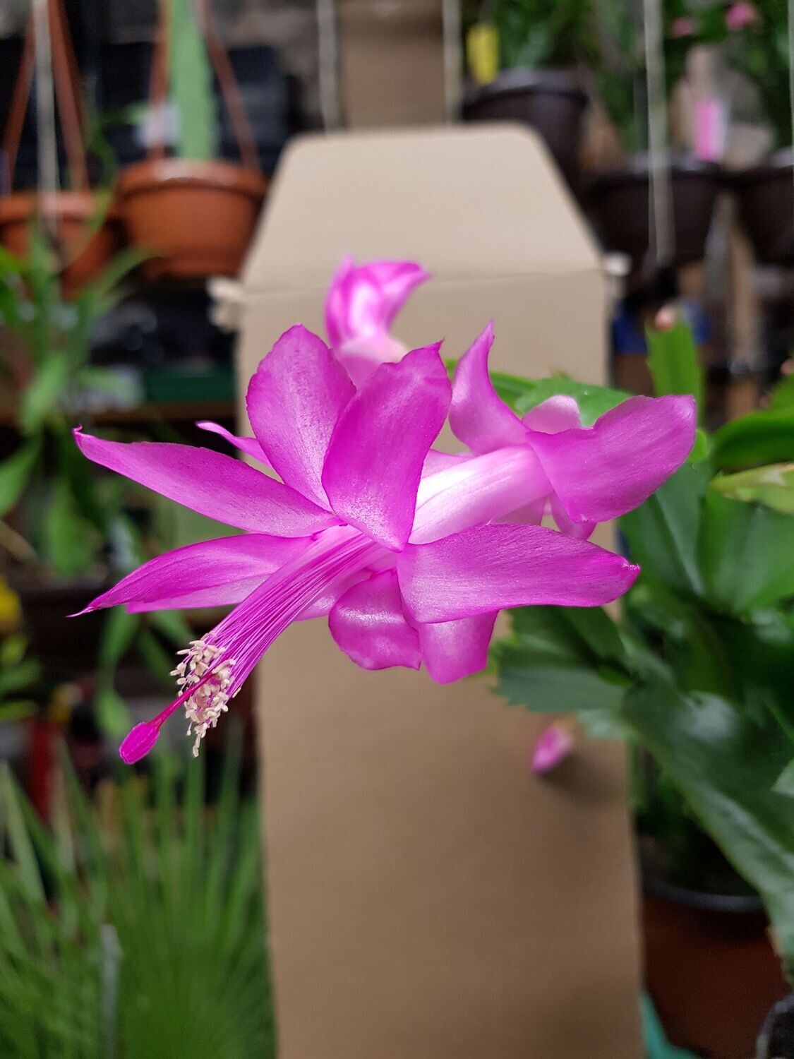 Schlumbergera Hybride " Ritt Thor "