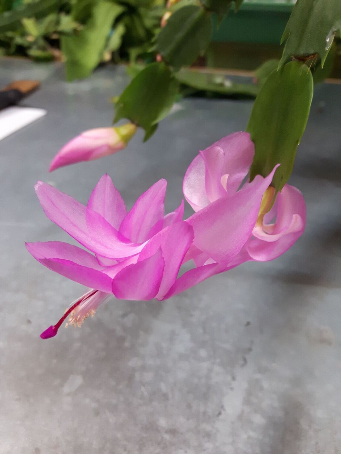 Schlumbergera Hybride " Rosa "