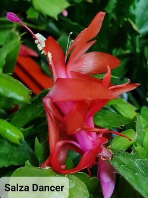 Schlumbergera Hybride Schlumbergera Hybride " Salza Dancer "