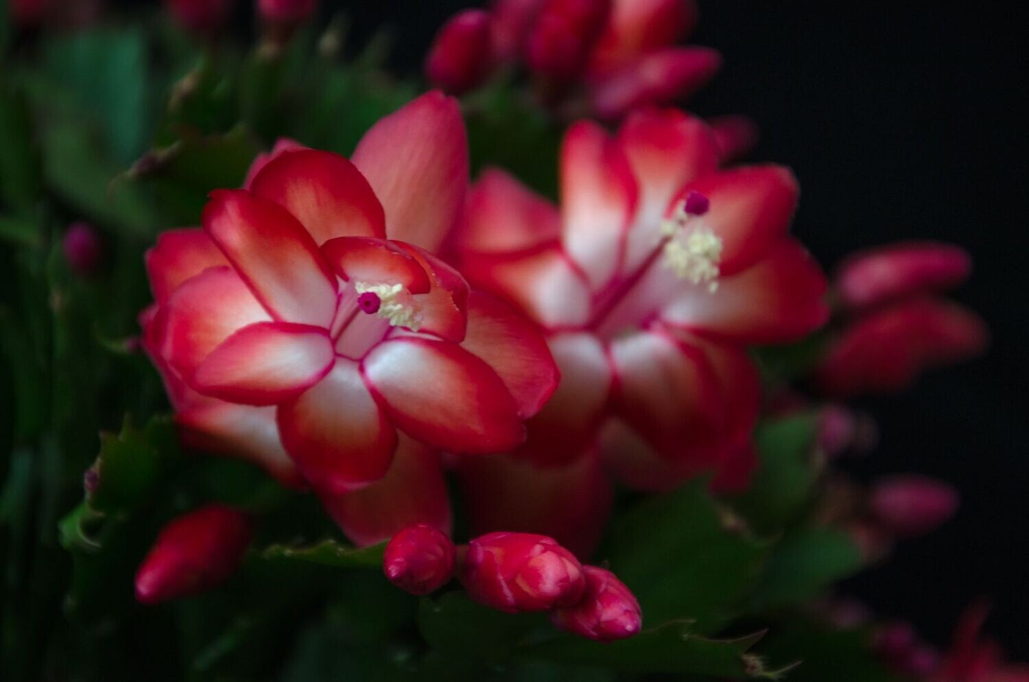 Schlumbergera Hybride " Rot "