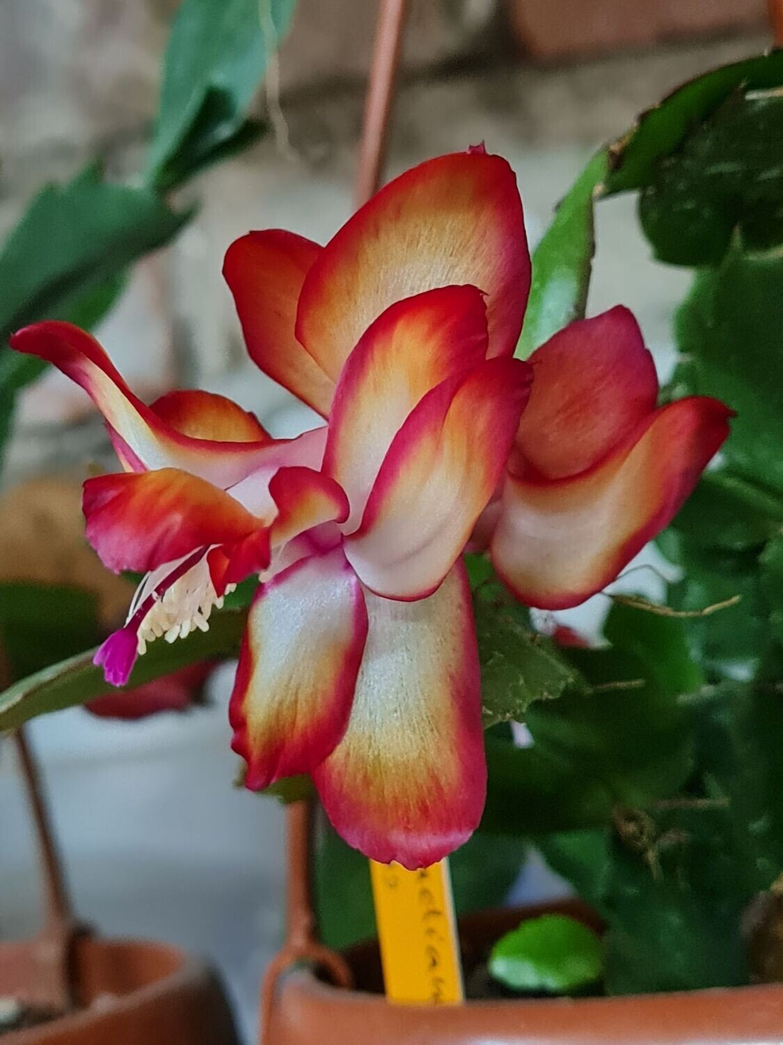 Schlumbergera Hybride " Samba Brazil "