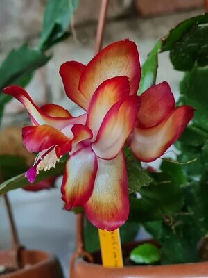 Schlumbergera Hybride Schlumbergera Hybride " Samba Brazil "