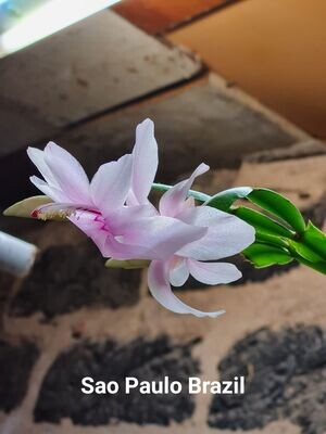 Schlumbergera Hybride Schlumbergera Hybride " Sao Paulo Brazil "