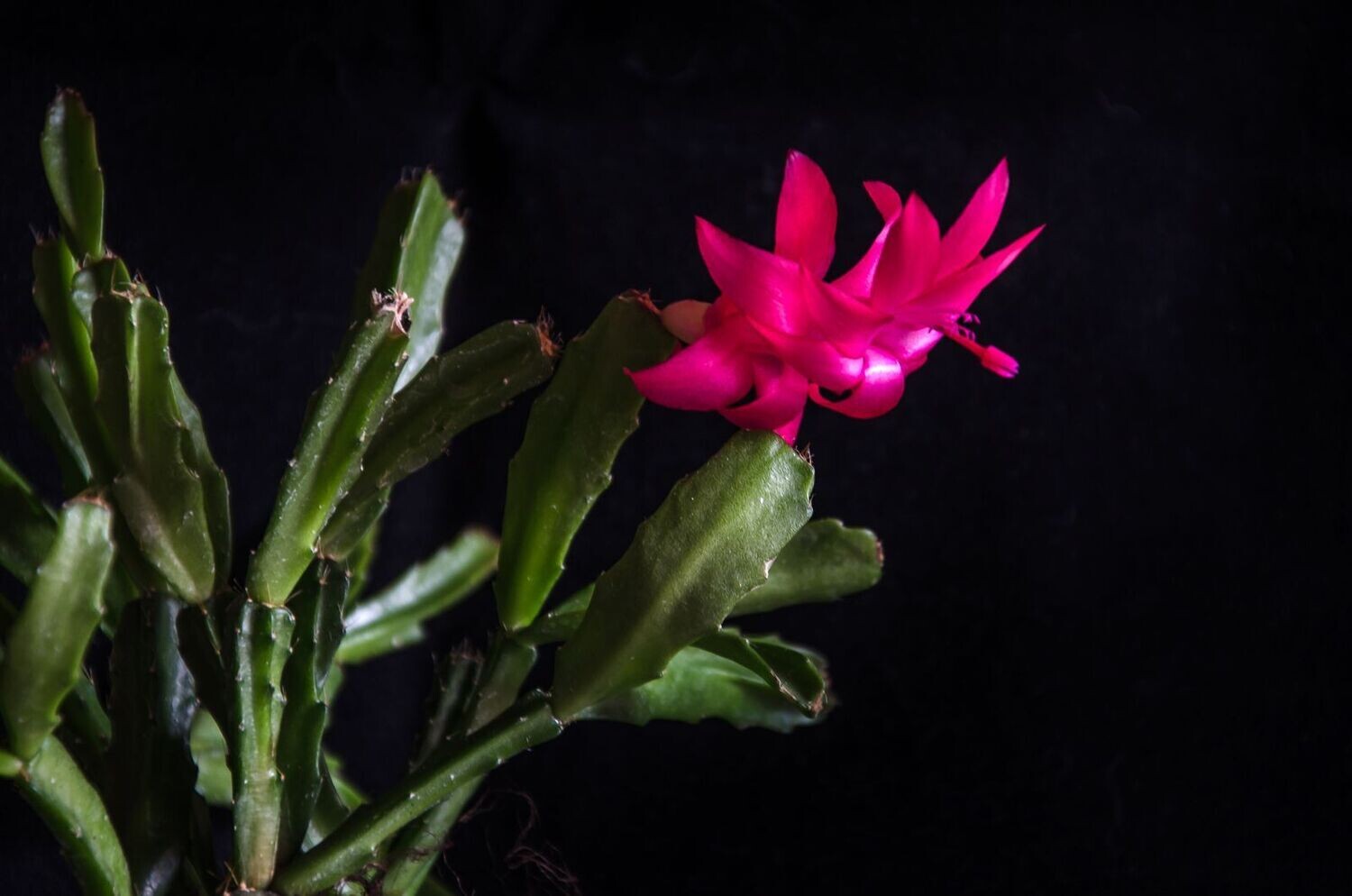 Schlumbergera Hybride " Schlumbergera x Exotica "