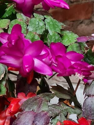 Schlumbergera Hybride " Sharon Thor "