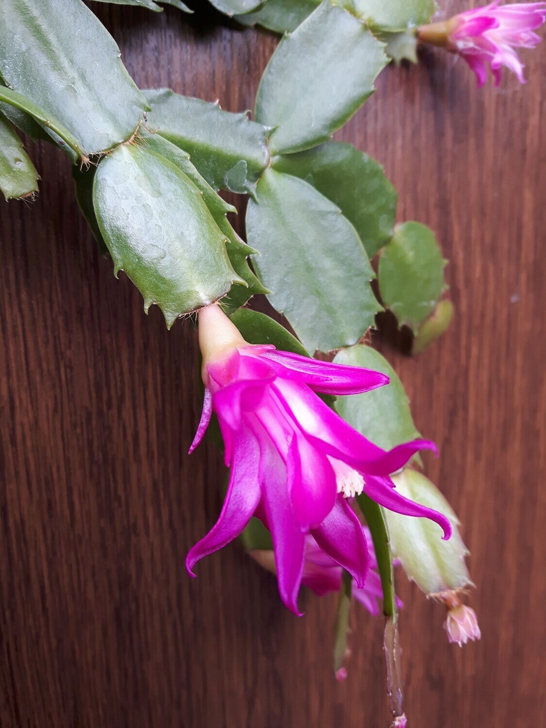 Schlumbergera Hybride " Starburst "