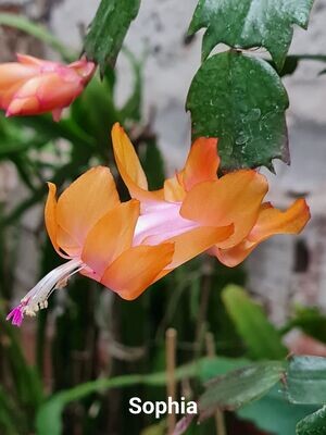 Schlumbergera Hybride " Sophia Thor "