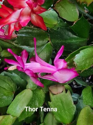 Schlumbergera Hybride Schlumbergera Hybride " Tenna Thor "