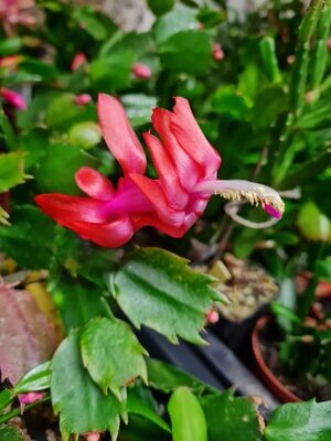 Schlumbergera Hybride " Vida Thor "