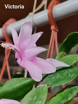 Schlumbergera Hybride Schlumbergera Hybride " Victoria "