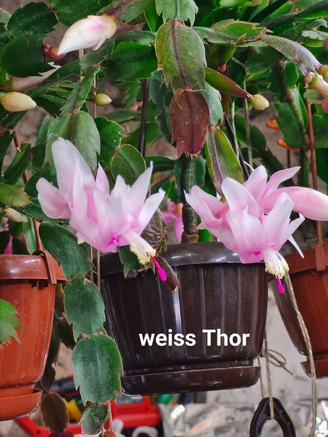 Schlumbergera Hybride " Weiss "