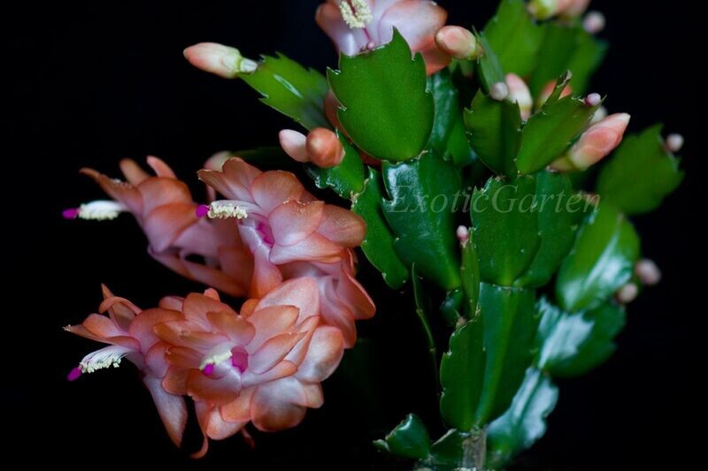 Schlumbergera Hybride " Orange "