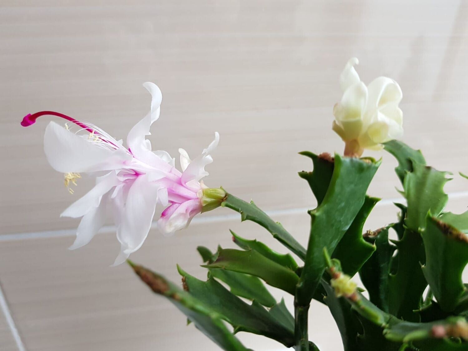 Schlumbergera Hybride " Wild weiss "