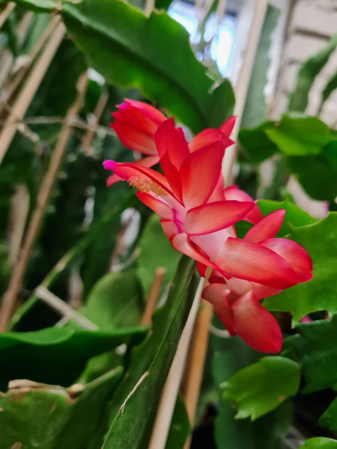 Schlumbergera Hybride " Marja "