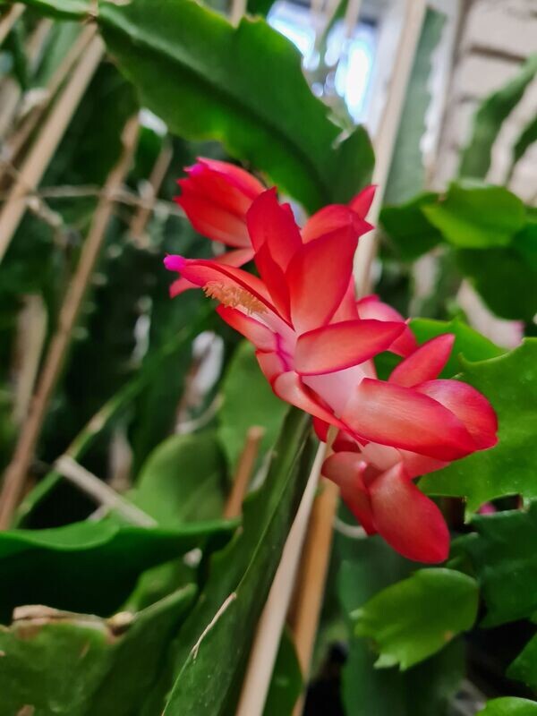 Schlumbergera Hybride " Marja "