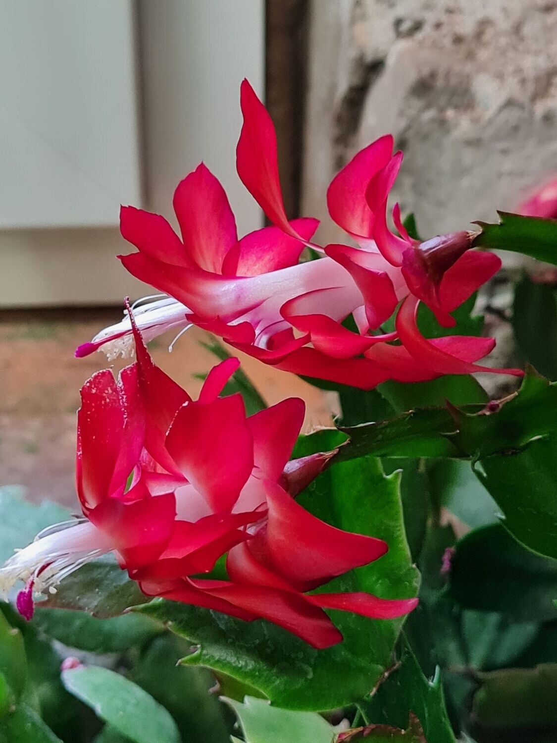 Schlumbergera Hybride " Horizonte Brazil "