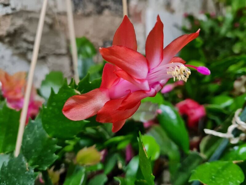 Schlumbergera Hybride Schlumbergera Hybride " Orange Flame "