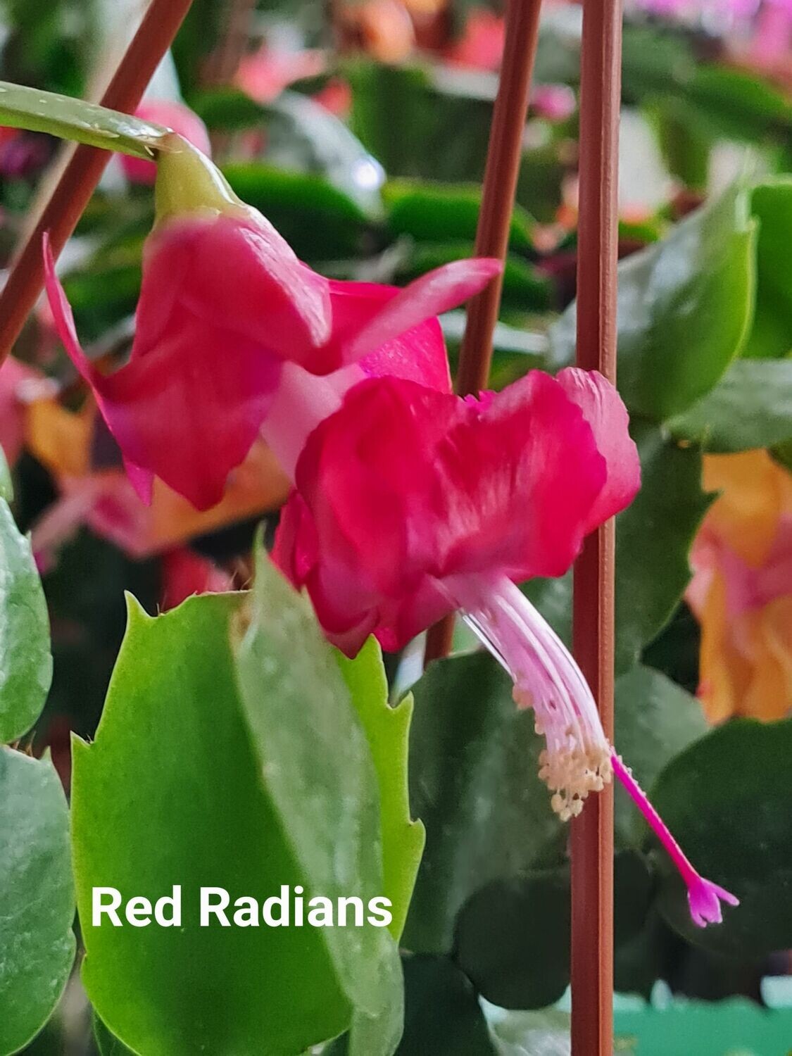 Schlumbergera Hybride " Red Radiance "