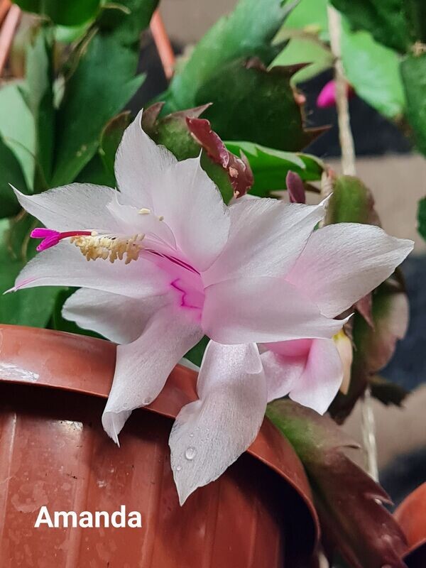 Schlumbergera Hybride Schlumbergera Hybride " Amanda Thor "