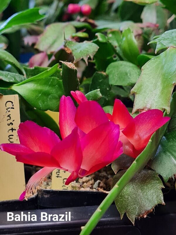 Schlumbergera Hybride Schlumbergera Hybride " Bahia Brazil "