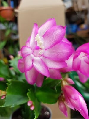 Schlumbergera Hybride Schlumbergera Hybride " Zenia Thor "