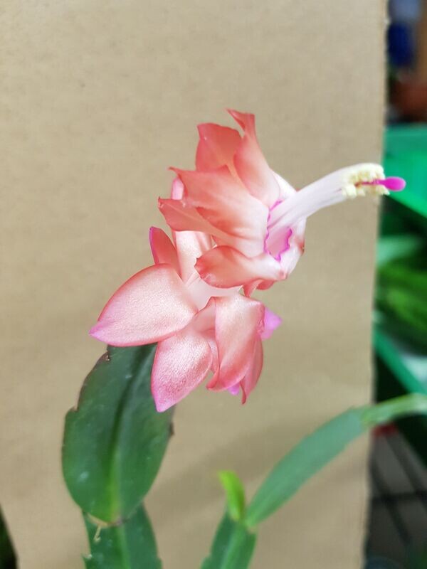 Schlumbergera Hybride Schlumbergera Hybride " Barbara Mott "
