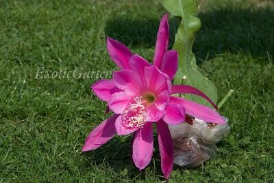 Grand Ovation Grand Ovation