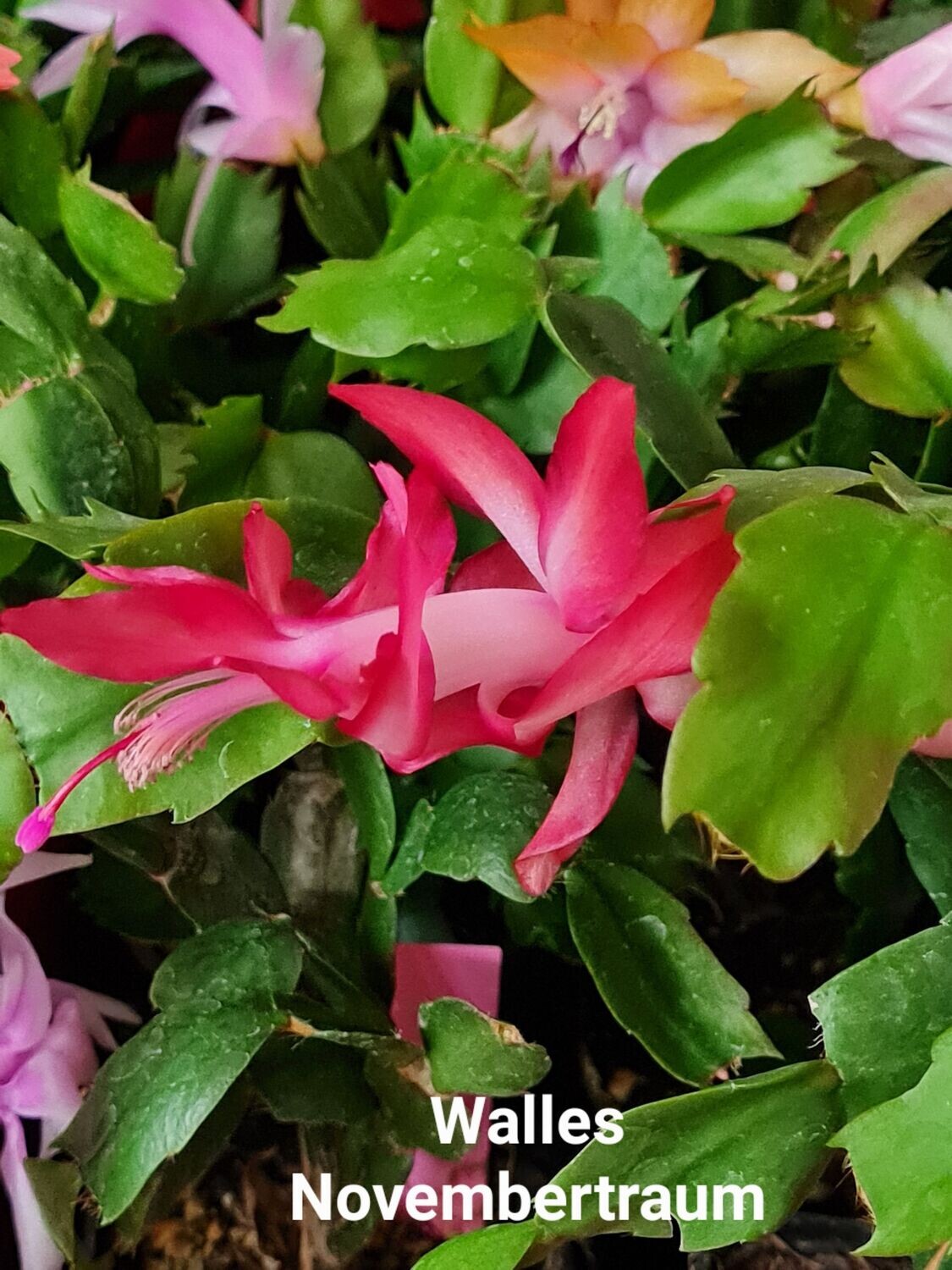 Schlumbergera Hybride " Walles Novembertraum "