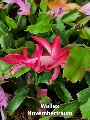 Schlumbergera Hybride Schlumbergera Hybride " Walles Novembertraum "