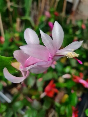 Schlumbergera Hybride Schlumbergera Hybride " Jaffa "