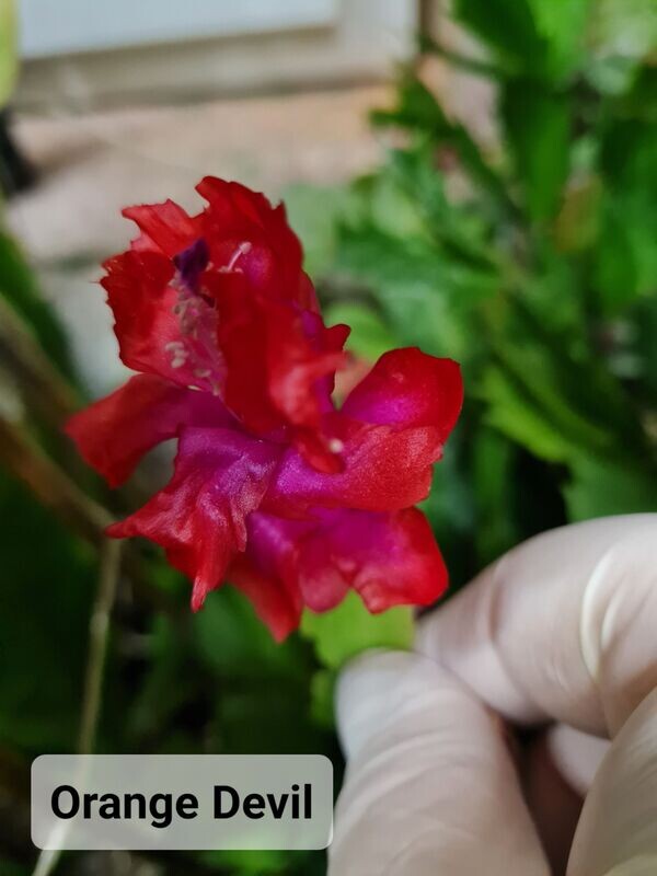 Schlumbergera Hybride Schlumbergera Hybride " Orange Devil "