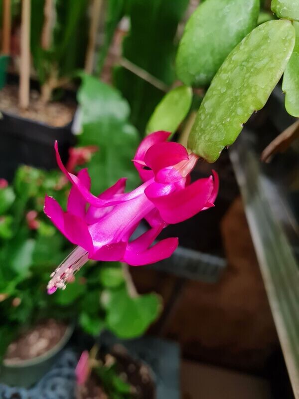 Schlumbergera Hybride " Le Vesuv "