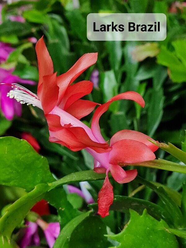 Schlumbergera Hybride Schlumbergera Hybride " Larks Brazil "