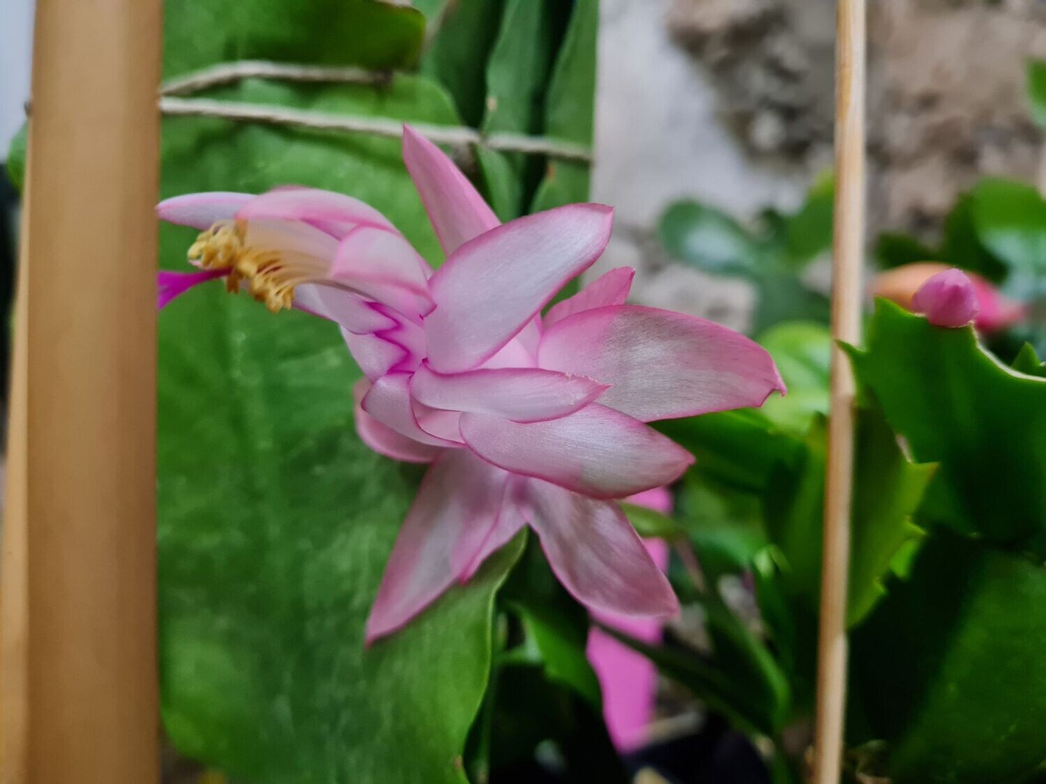 Schlumbergera Hybride " Eprics Star "