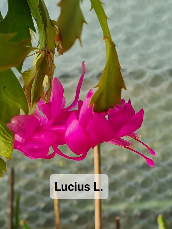 Schlumbergera Hybride " Lucius Latniak "