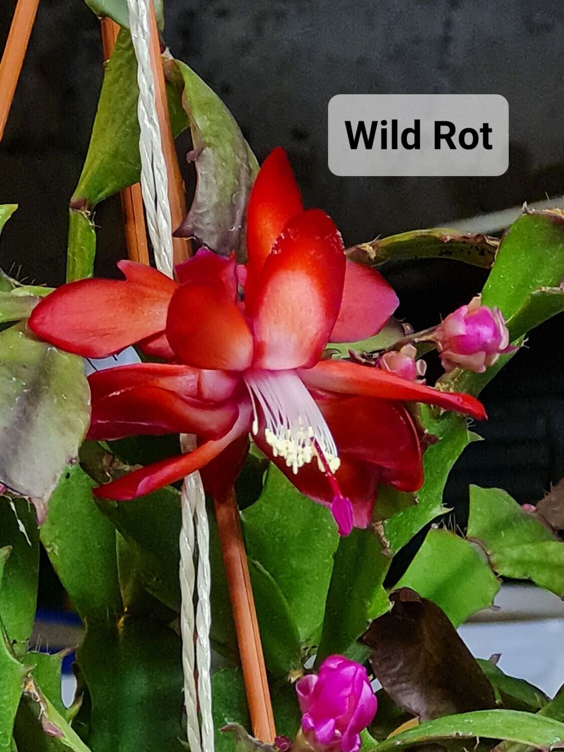 Schlumbergera Hybride " Wild Rot "