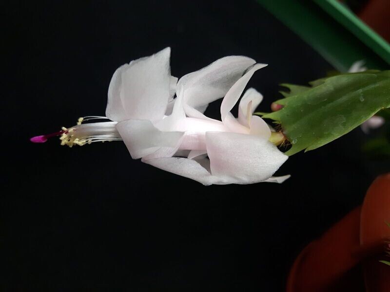Schlumbergera Hybride Schlumbergera Hybride " Cecilie Thor "