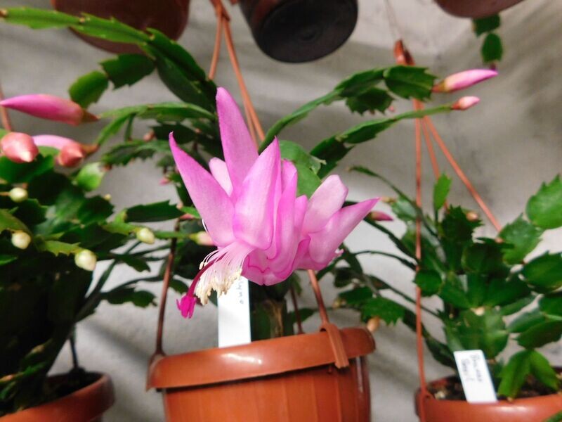 Schlumbergera Hybride Schlumbergera Hybride " Carolyne Thor "