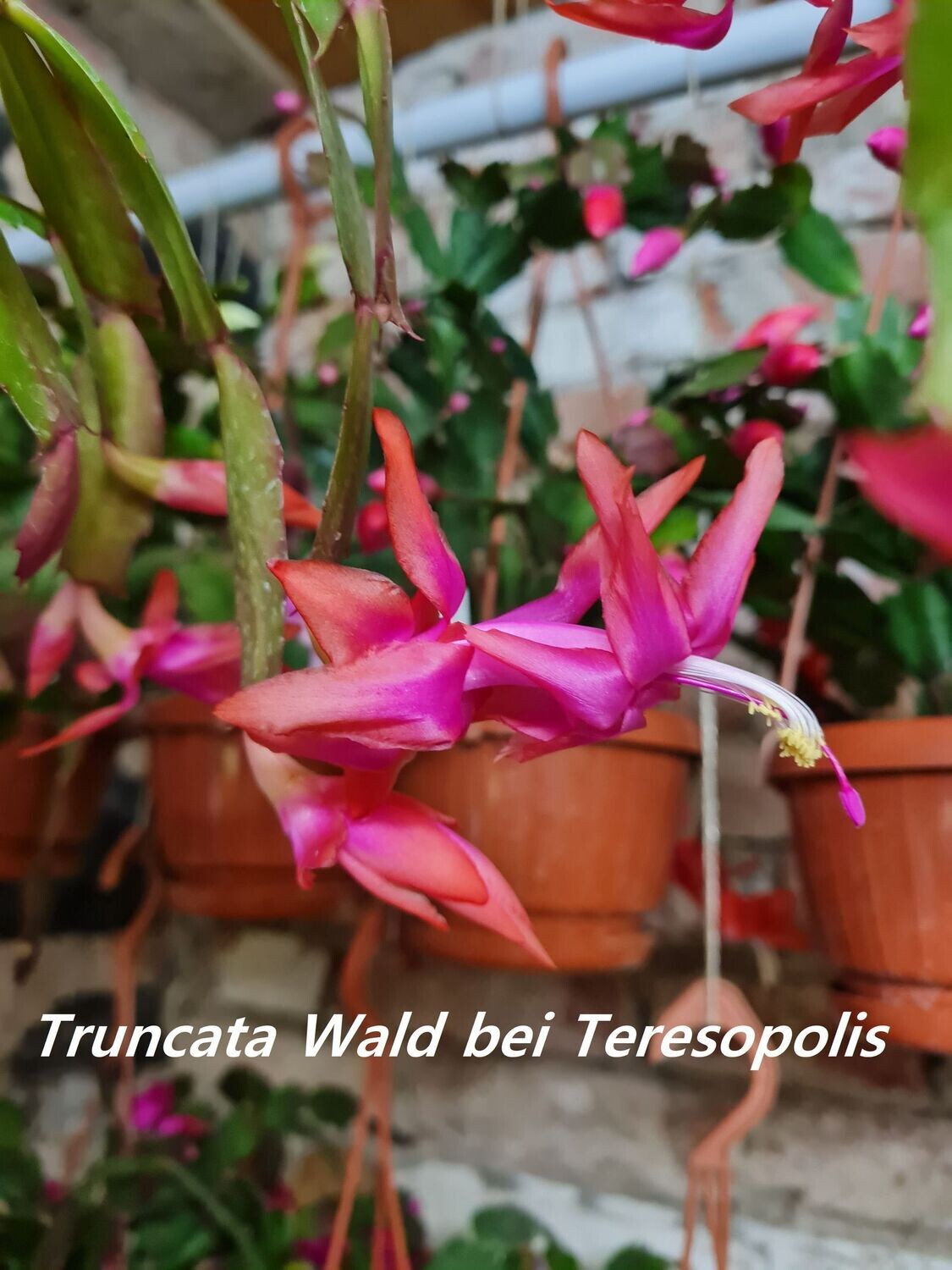 Schlumbergera Hybride " Truncata Wald bei Teresopolis "