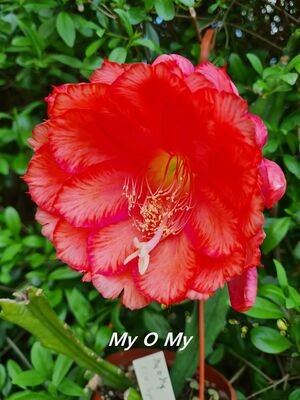 My o My